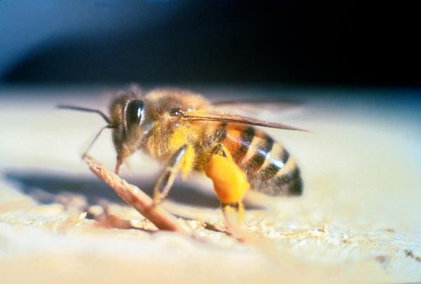 10 najbardziej trujących owadów na świecie - 5. Pszczoła afrykańska (Apis mellifera scutellata)