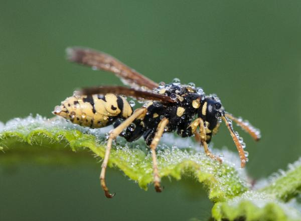10 najbardziej trujących owadów na świecie - 6. Osa tekturowa (Polistes dominula)
