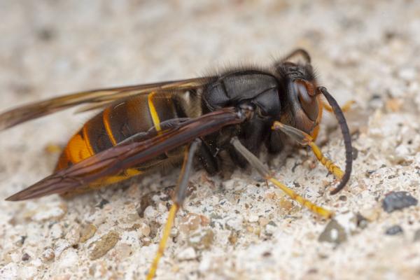 10 najbardziej trujących owadów na świecie - 8. Osa azjatycka (Vespa velutina)