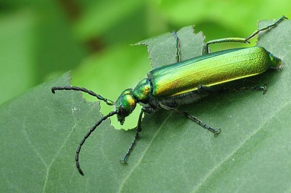10 najbardziej trujących owadów na świecie - 4. Chrząszcz afrodyzjak (Lytta vesicatoria)