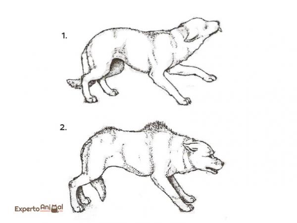 Język psów i oznaki spokoju - Kompletny przewodnik - Postawa strachu i agresywność dla strachu