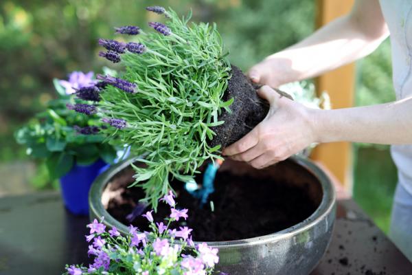 Jak usunąć kleszcze z podwórka i ogrodu?  - 1. Rośliny aromatyczne przeciwko kleszczom