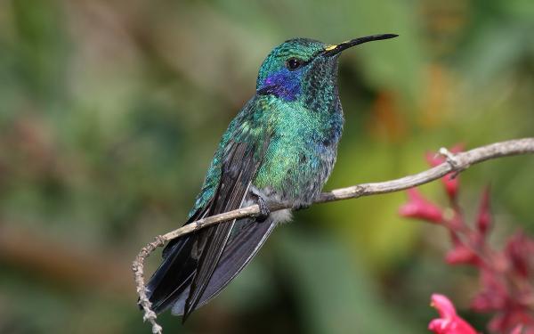 Rodzaje kolibrów - 4. Koliber fioletowo-uszny