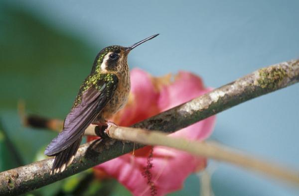 Rodzaje kolibrów - Trochilinae