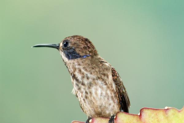 Rodzaje kolibrów - 2. Brązowy koliber