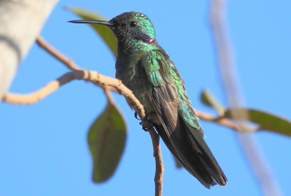 Rodzaje kolibrów - 3. Koliber wielkouszny