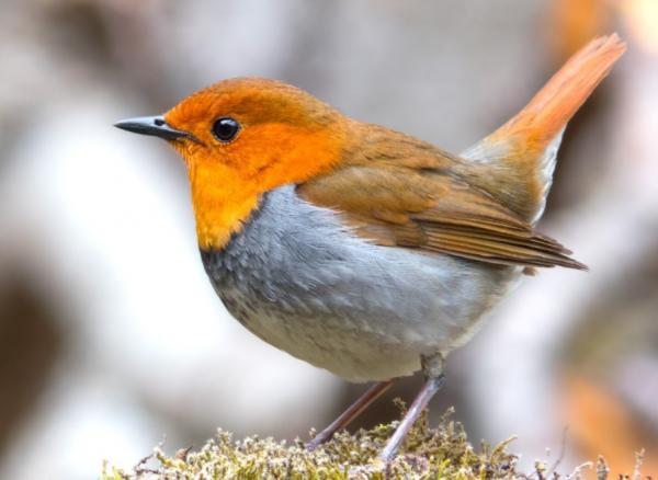 Ptaki domowe - rodzaje, nazwy i zdjęcia - Ptaki domowe śpiewające
