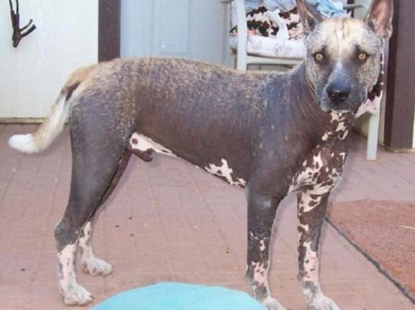Rasy psów afrykańskich - 10. Abisyński sand terrier lub afrykański bezwłosy pies
