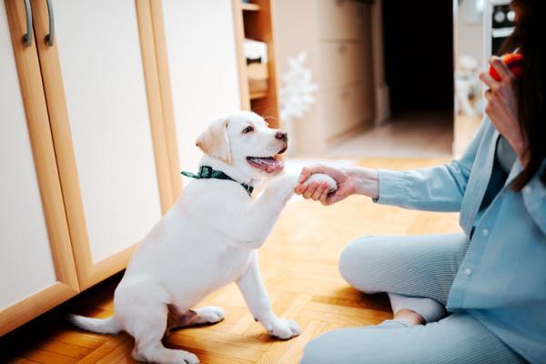 Jak nauczyć psa posłuszeństwa?  - Podstawowe posłuszeństwo dla psów