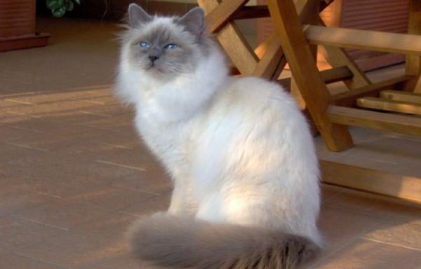 10 kotów długowłosych - 6. Święty Kot Birmy