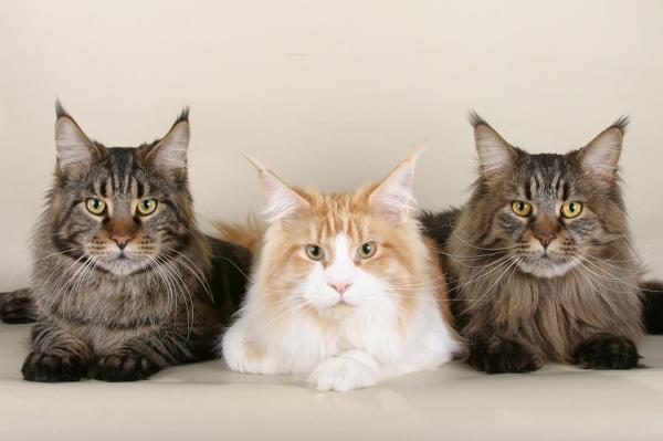 10 kotów długowłosych - 1. Kot rasy Maine Coon