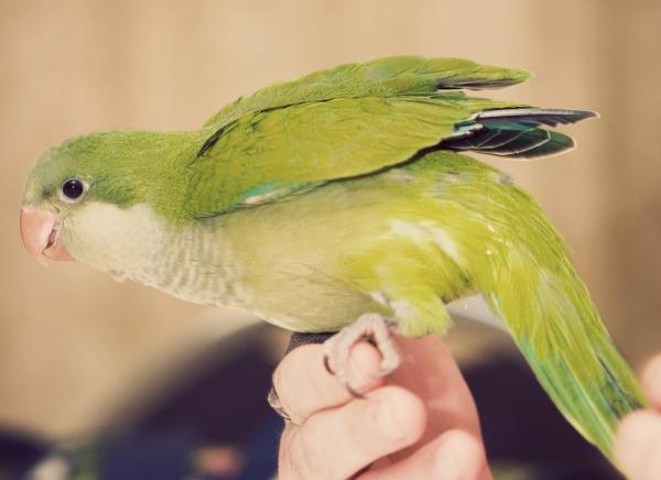 Opieka nad papugą argentyńską - Ciekawe nawyki