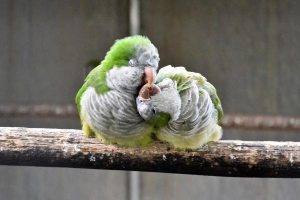 Opieka nad papugą argentyńską - papugi są stadne