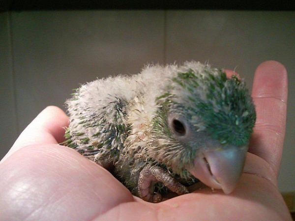 Opieka nad papugą argentyńską - Odcisk