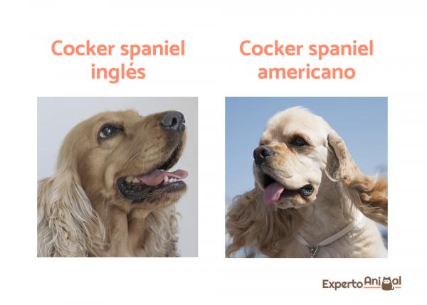 Rodzaje Cocker Spaniela - różnice między cockerem angielskim i amerykańskim