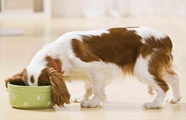 Wskazówki, jak wzmocnić układ odpornościowy u psów - Dieta podstawą dobrego zdrowia