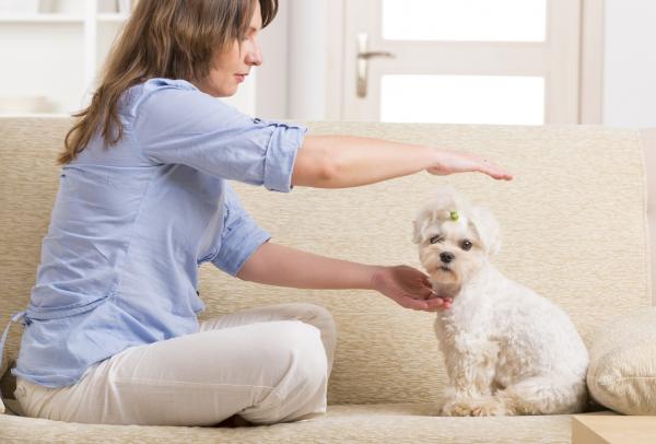 Wskazówki, jak wzmocnić układ odpornościowy u psów - Wzmocnij obronę swojego psa naturalnymi metodami