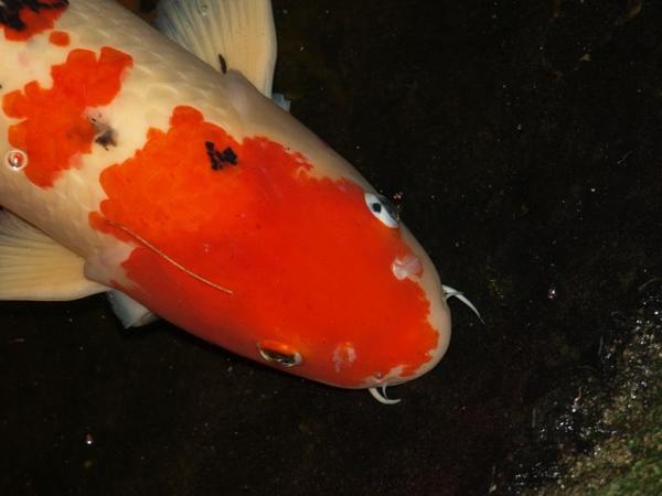 Wskazówki dotyczące pielęgnacji ryb Carassius – Skąd mam wiedzieć, czy mam samca, czy samicę?