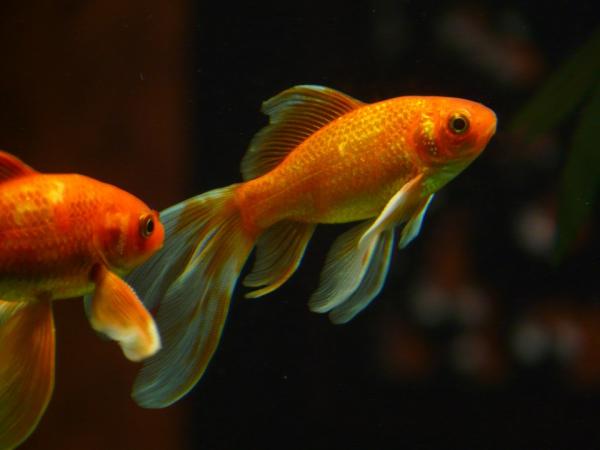 Pielęgnacja złotych rybek - wykrywanie chorób