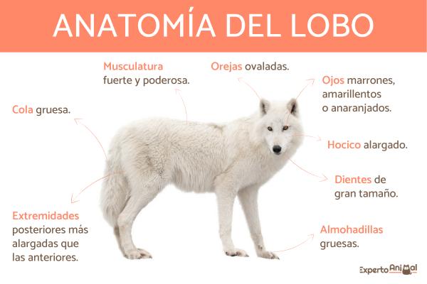 Charakterystyka wilka - anatomia wilka