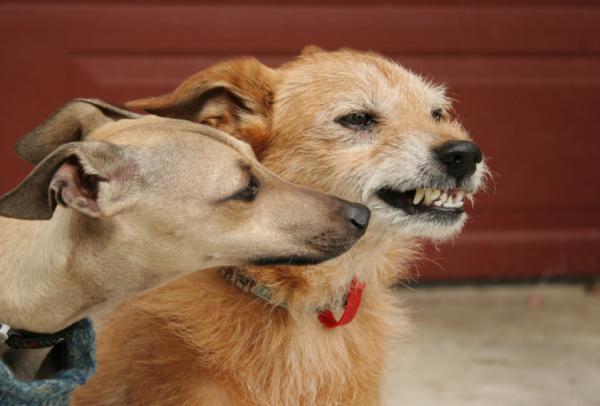 Pies dominujący - Charakterystyka i wytyczne do naśladowania - Problemy z dominacją i/lub zachowaniem