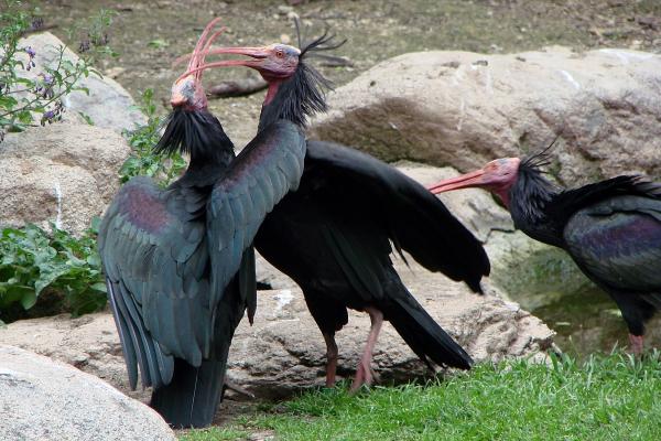 18 najrzadszych zwierząt na świecie - 9. Pustelnik Ibis