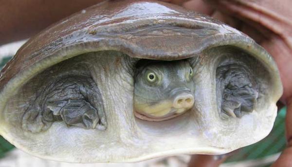 18 najrzadszych zwierząt na świecie - 15. Żółw softshell