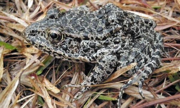 18 najrzadszych zwierząt na świecie - 13. Mississippi Dark Frog