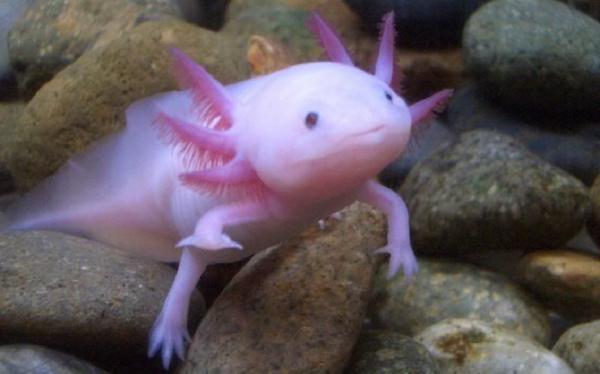 18 najrzadszych zwierząt na świecie - 7. Axolotl