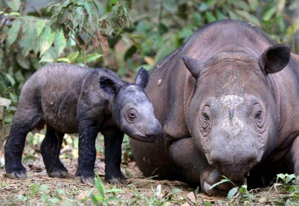 18 najrzadszych zwierząt na świecie - 2. Nosorożec sumatrzański