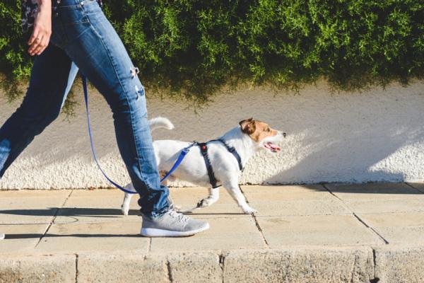 Konsekwencje niewyprowadzenia psa na spacer - Czy trzeba wyprowadzać psa na spacer?