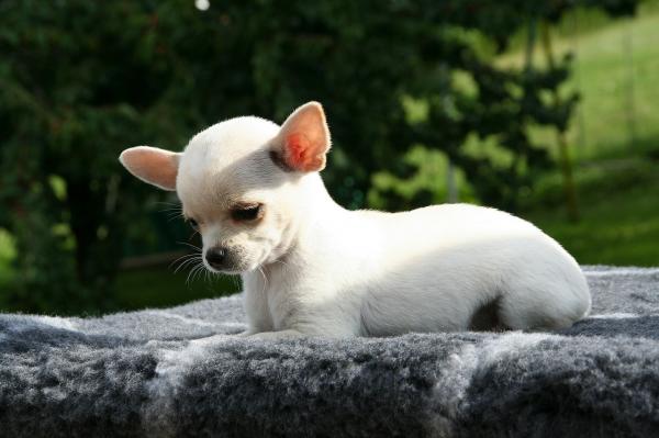 10 małych białych ras psów - 8. Chihuahua