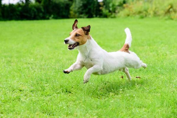 10 małych ras białych psów - 9. Jack Russell Terrier