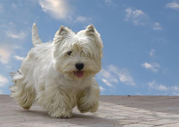 10 małych ras białych psów - 7. West Highland White Terrier 