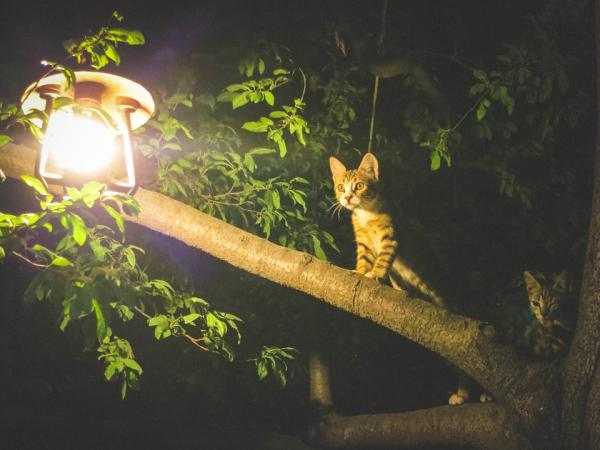 Czy koty prowadzą nocny tryb życia?  - Czy koty są nocne czy dobowe?
