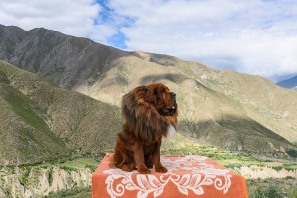 Rasy psów, które wyglądają jak lwy - 1. Mastif tybetański