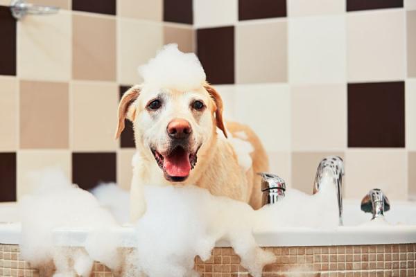 Czy mogę kąpać psa łagodnym mydłem?  - Jak kąpać psa, jeśli nie mam szamponu?