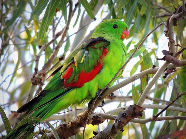 Imiona dla australijskich papug - Imiona dla samców australijskich papug
