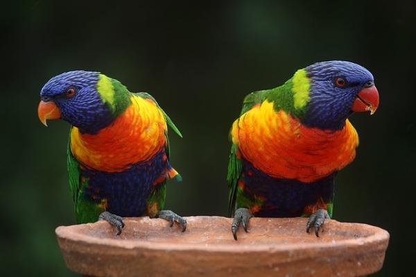 Imiona dla australijskich papug - Imiona dla australijskich papug