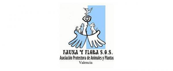 Gdzie mogę adoptować psa w Walencji - Stowarzyszenie Ochrony Zwierząt i Roślin 
