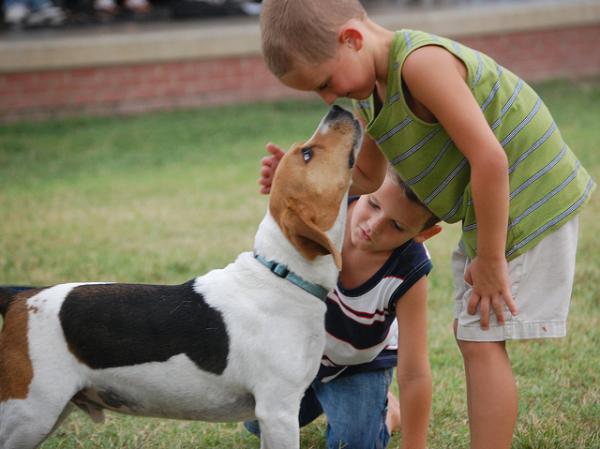 Nazwy psów rasy Beagle - charakterystyka rasy Beagle