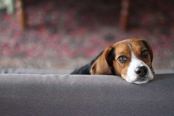 Imiona dla psów rasy Beagle - Imiona dla samców psów rasy Beagle