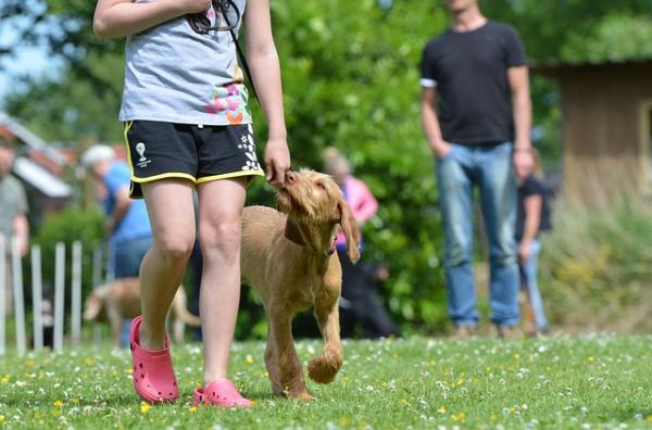 Wskazówki, jak uniemożliwić psu ciągnięcie za smycz – naucz psa chodzić obok Ciebie