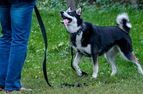 Wskazówki, jak powstrzymać psa przed ciągnięciem za smycz - Częste problemy podczas nauki chodzenia obok ciebie