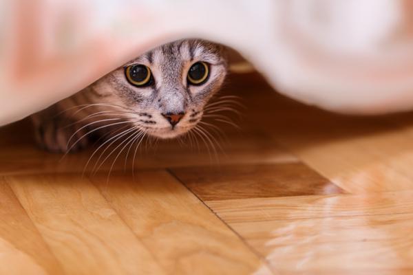 Dlaczego koty chowają się w ciemnych miejscach?  - Dlaczego koty się chowają?