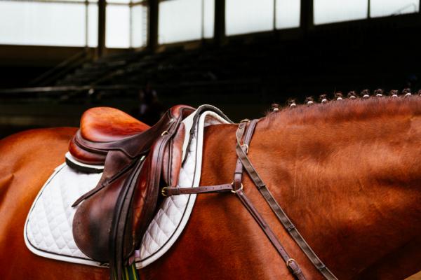 Rodzaje siodeł dla koni - Siodło mieszane lub ogólnego użytku dla koni
