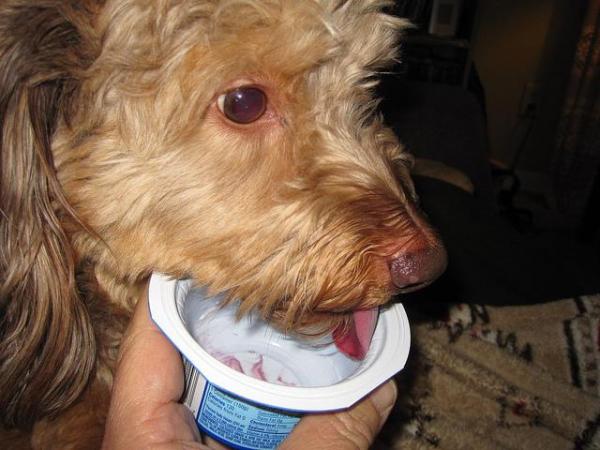 Czy psy mogą jeść jogurt?  - Jaki jogurt mogę dać mojemu psu?