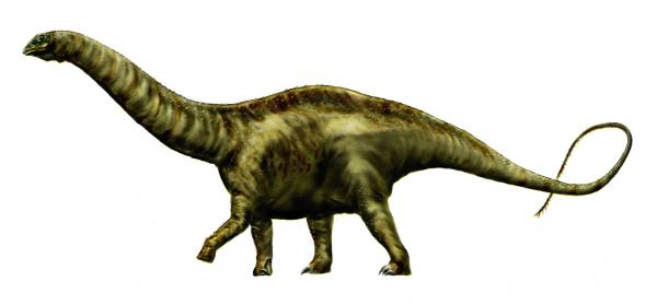 Dinozaury z długą szyją - Charakterystyka i przykłady - Apatozaur