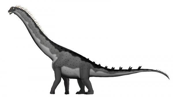 Dinozaury z długą szyją - Charakterystyka i przykłady - Alamosaurus