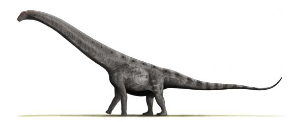 Dinozaury z długą szyją - Charakterystyka i przykłady - Argentinosaurus